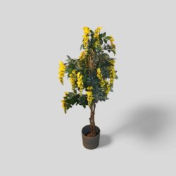 Tekokasvi – Kultasadepuu, näyttävä ja huoltovapaa koristekasvi