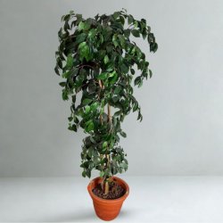 Käytetty tekokasvi - 165 cm